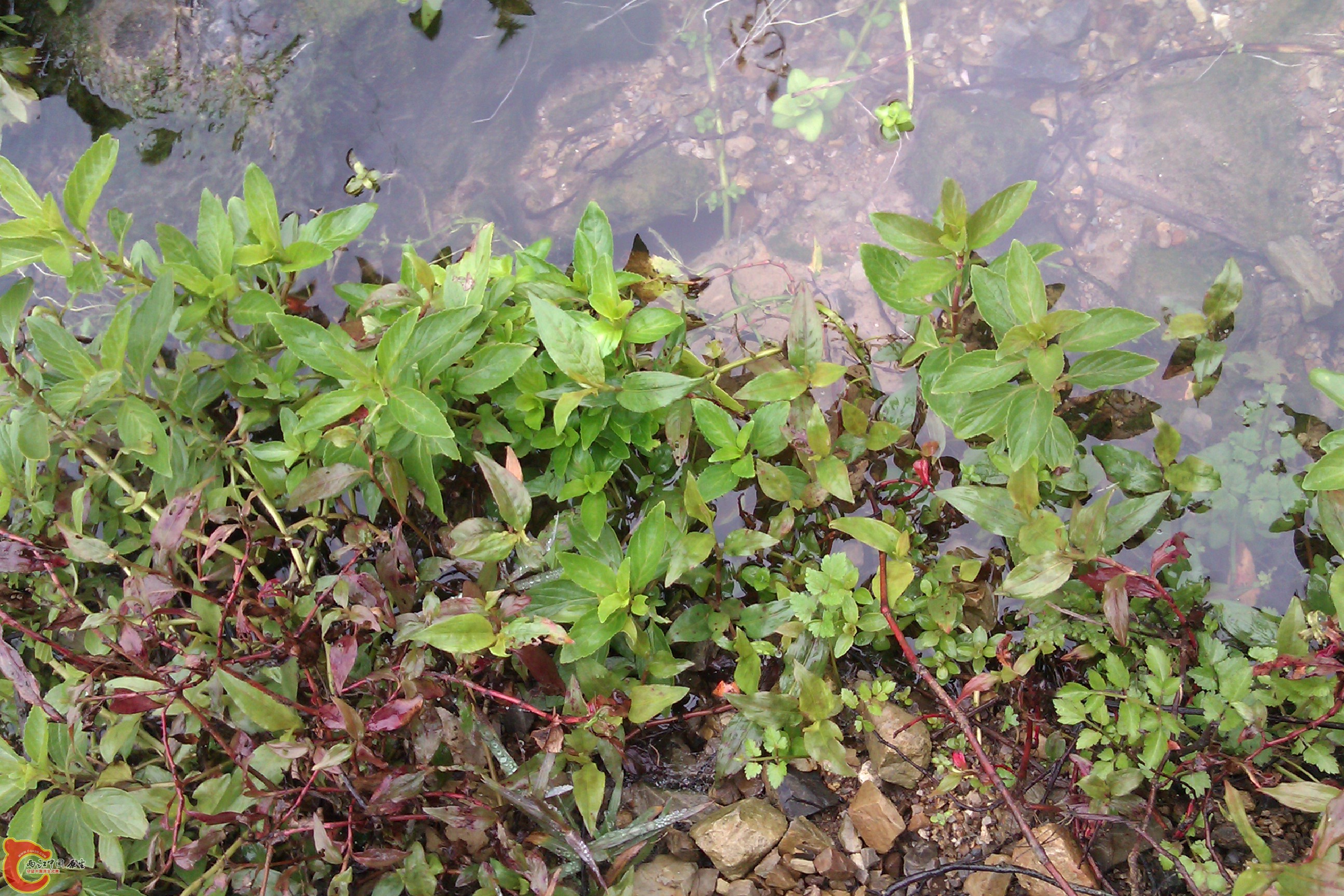 IMAG0124.jpg
