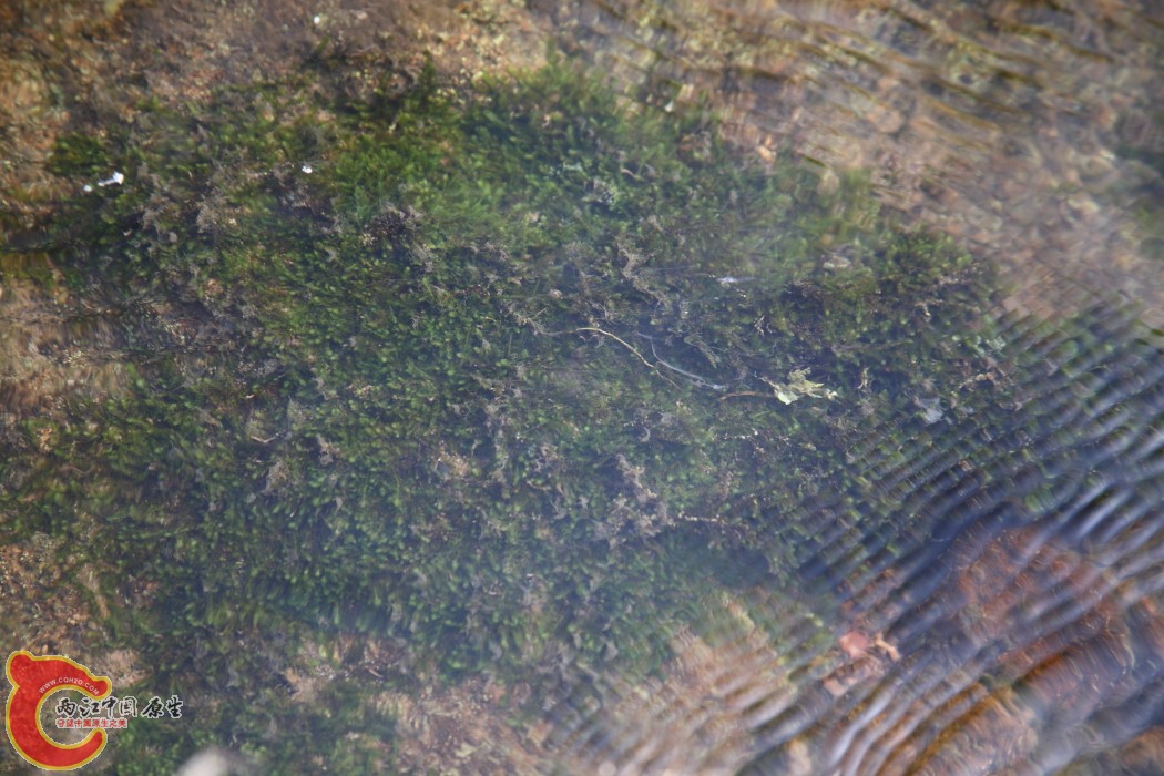 山间小溪里面很多这样的MOSS