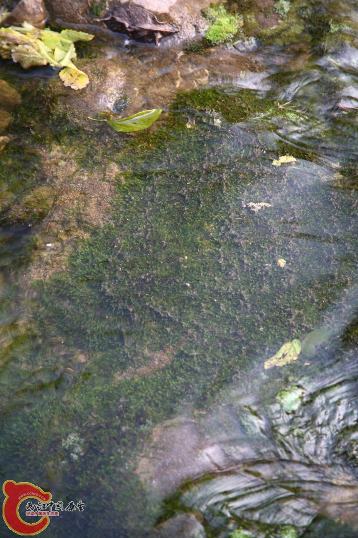 MOSS