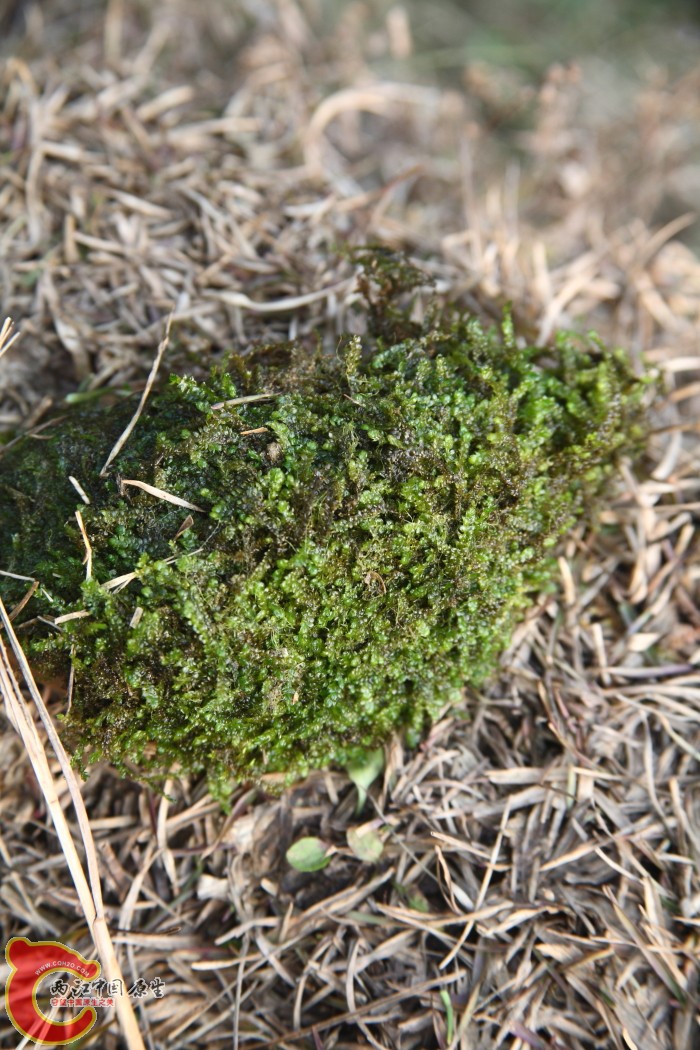 DPP_0016.JPG