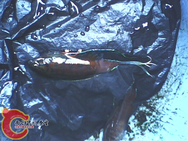 IMG2978A.jpg