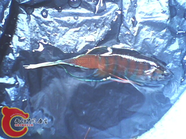 IMG2980A.jpg