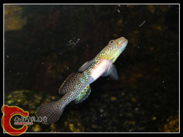 调整大小 DSC03978.JPG