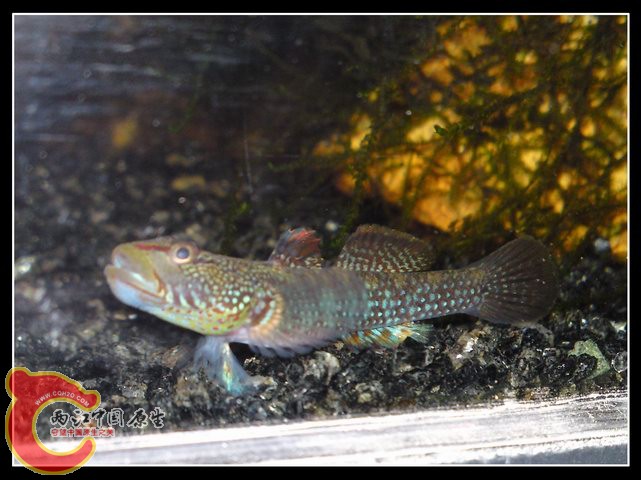 调整大小 DSC03979.JPG