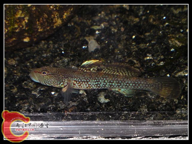 调整大小 DSC04086.JPG