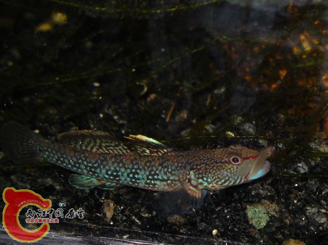 调整大小 DSC04088.JPG