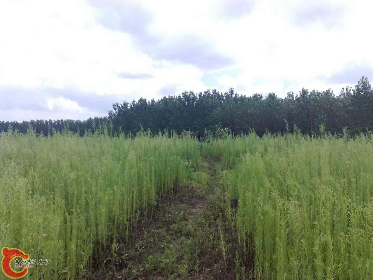 20090729592.jpg