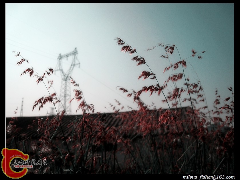 01薹草.jpg