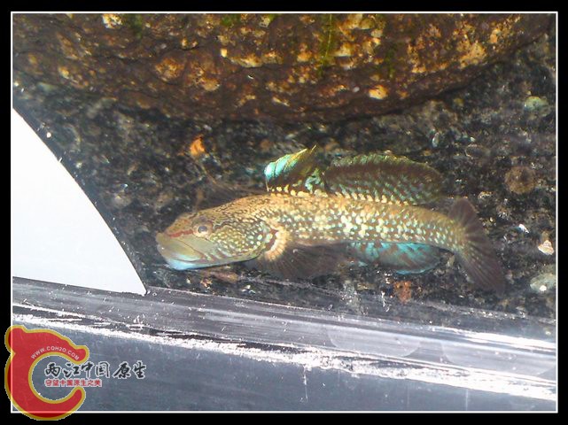 调整大小 DSC04132.JPG