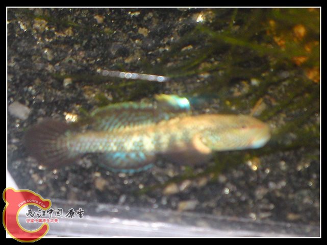 调整大小 DSC04133.JPG