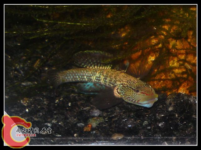 调整大小 DSC04134.JPG