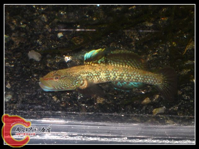 调整大小 DSC04135.JPG