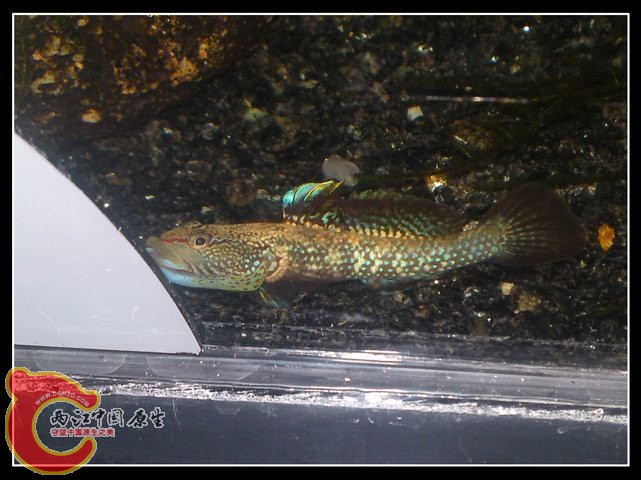 调整大小 DSC04136.JPG