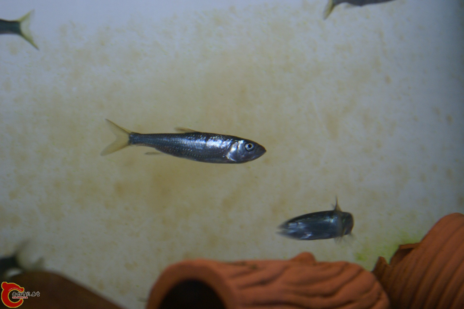 DSC07335.JPG