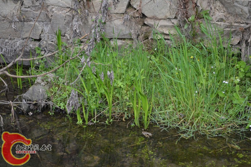 DSC01085.jpg