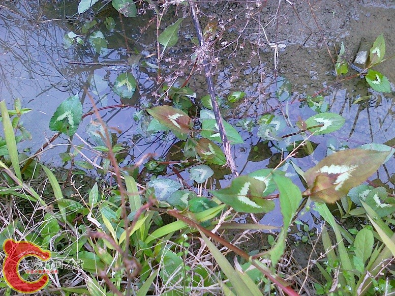 20120204546.jpg