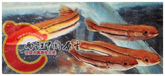 Snakehead_1251_84.jpg