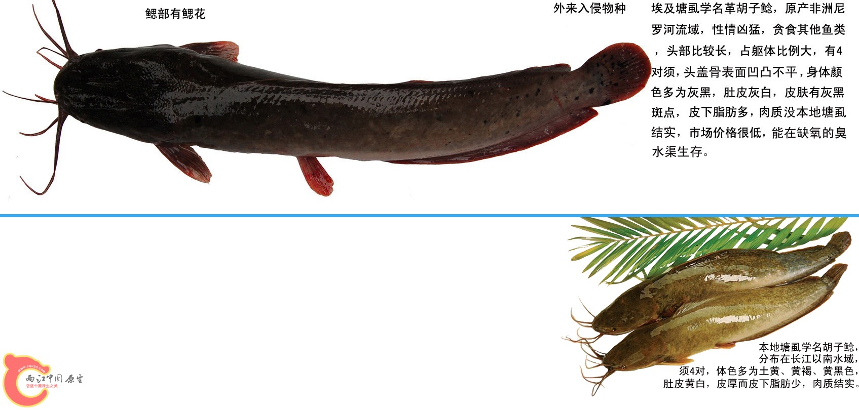 埃及塘虱、本地塘虱和鲶鱼区别.jpg