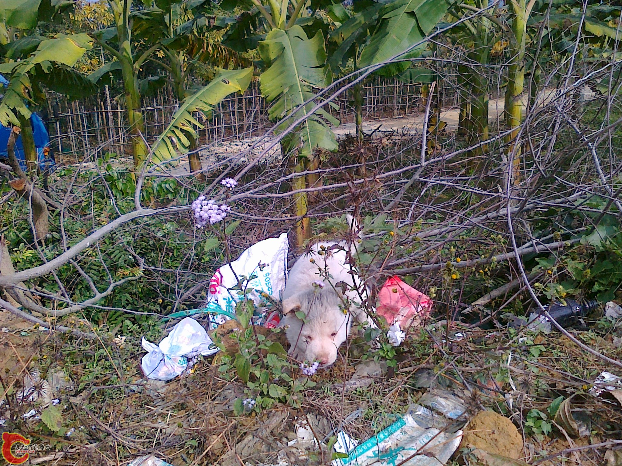20120207547.jpg
