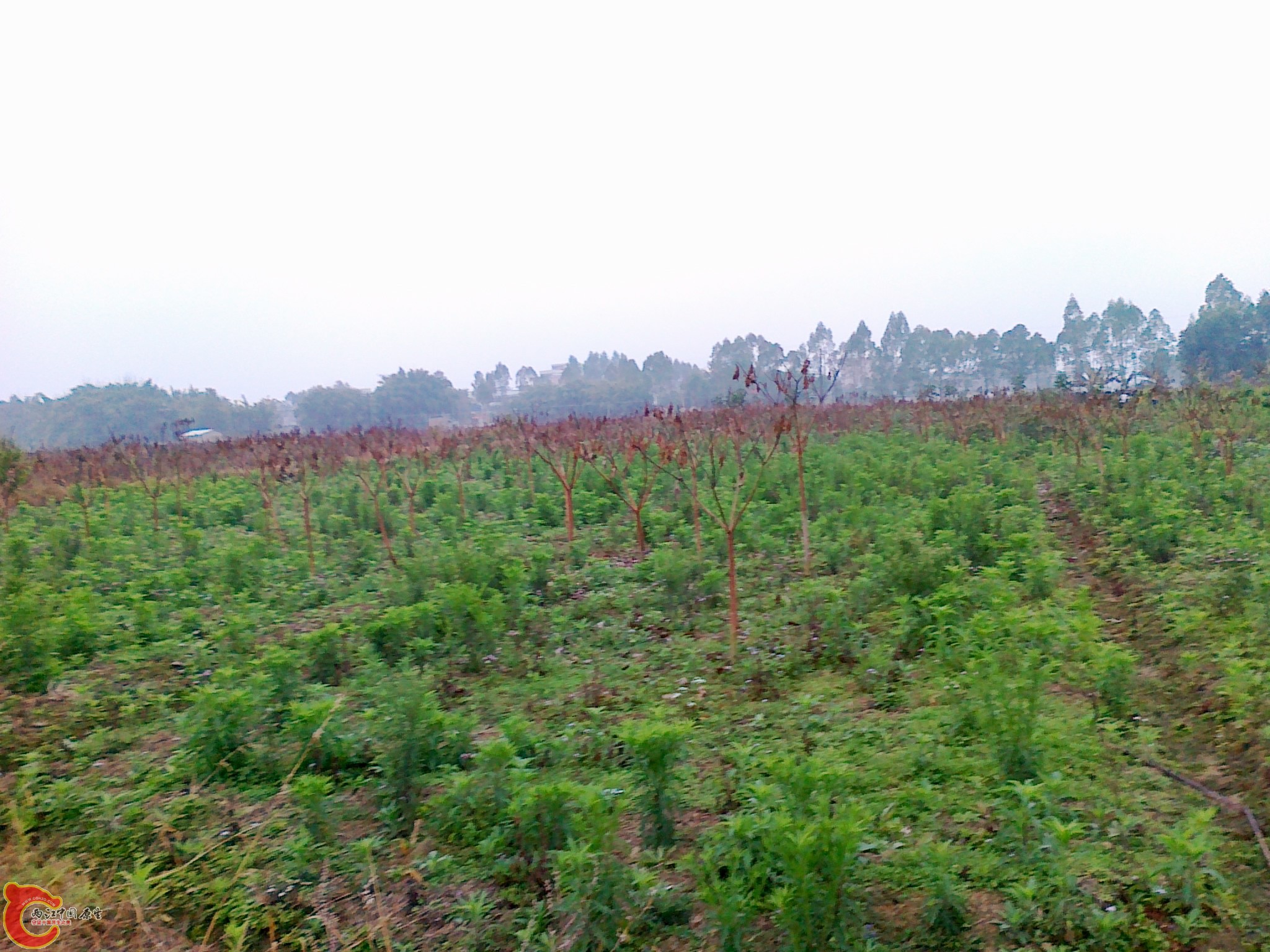 20120210553.jpg