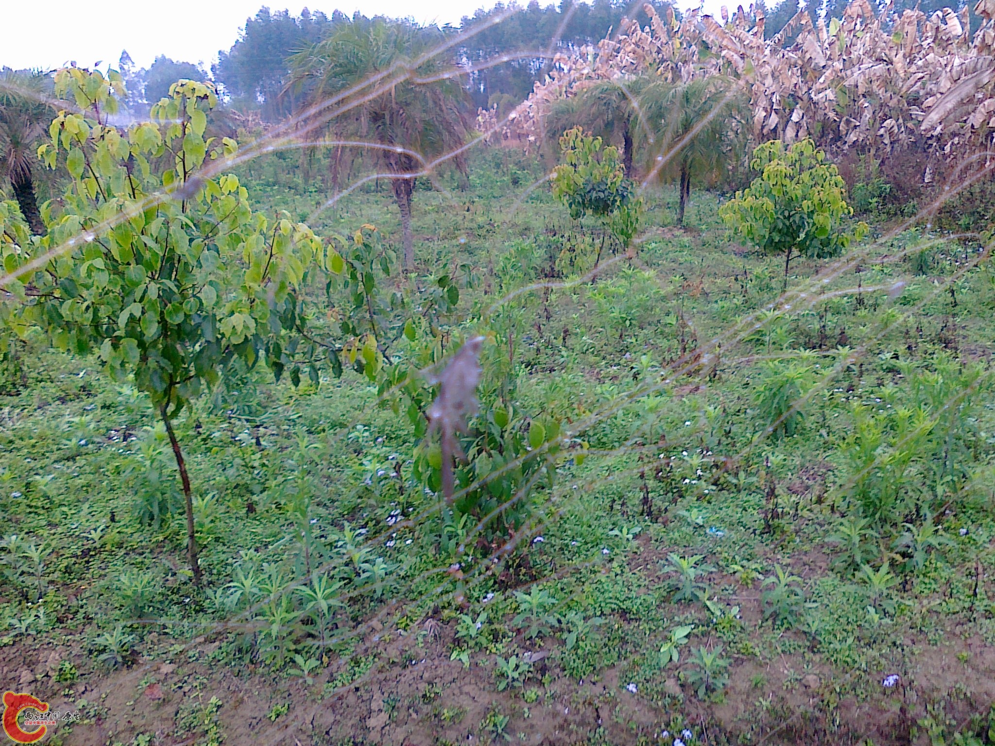20120210557.jpg