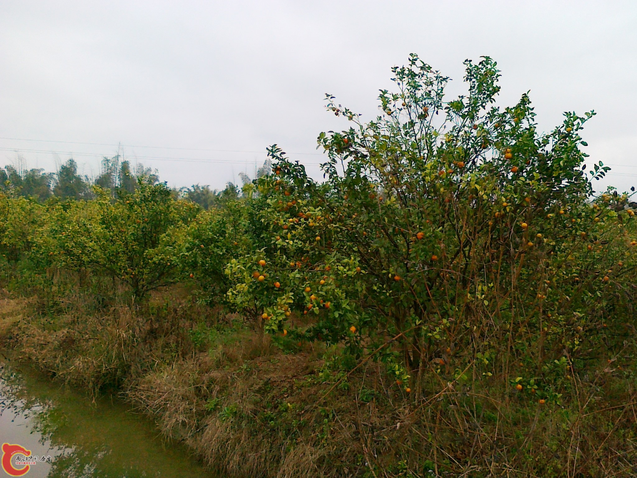 20120210560.jpg