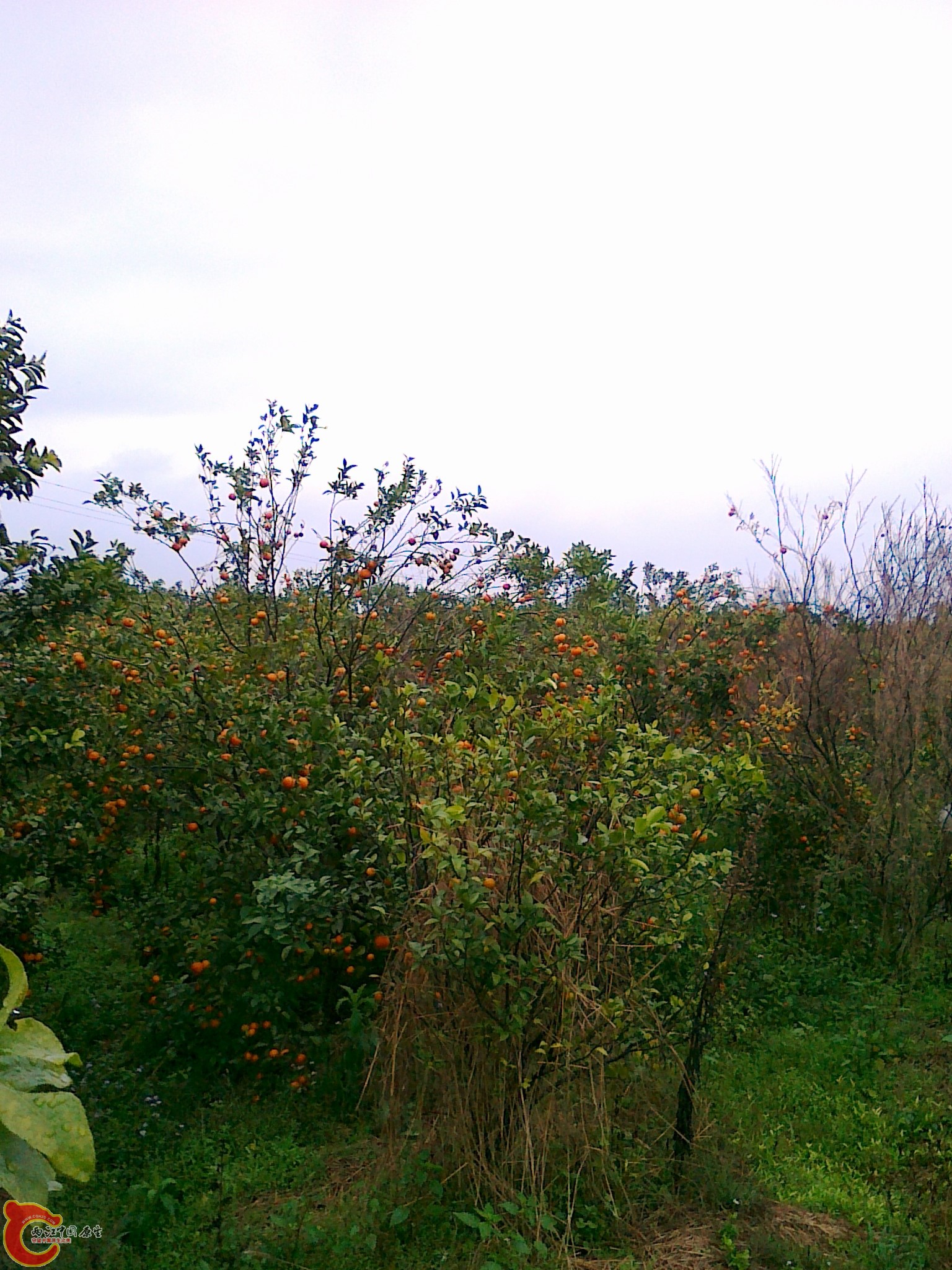 20120210562.jpg
