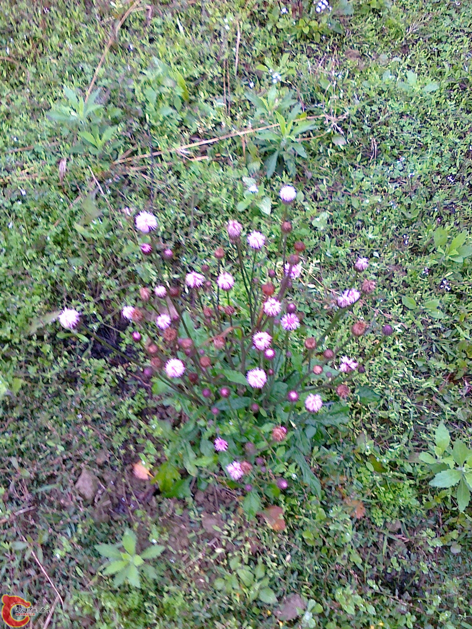 20120210563.jpg