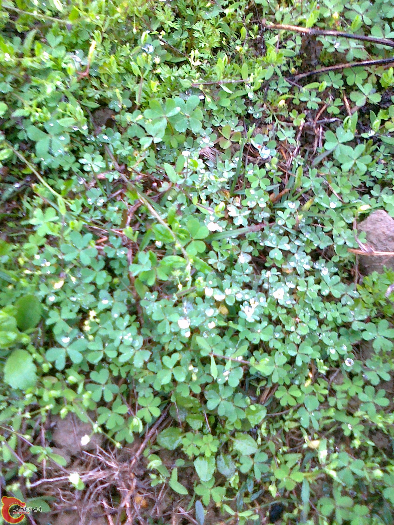 20120210564.jpg