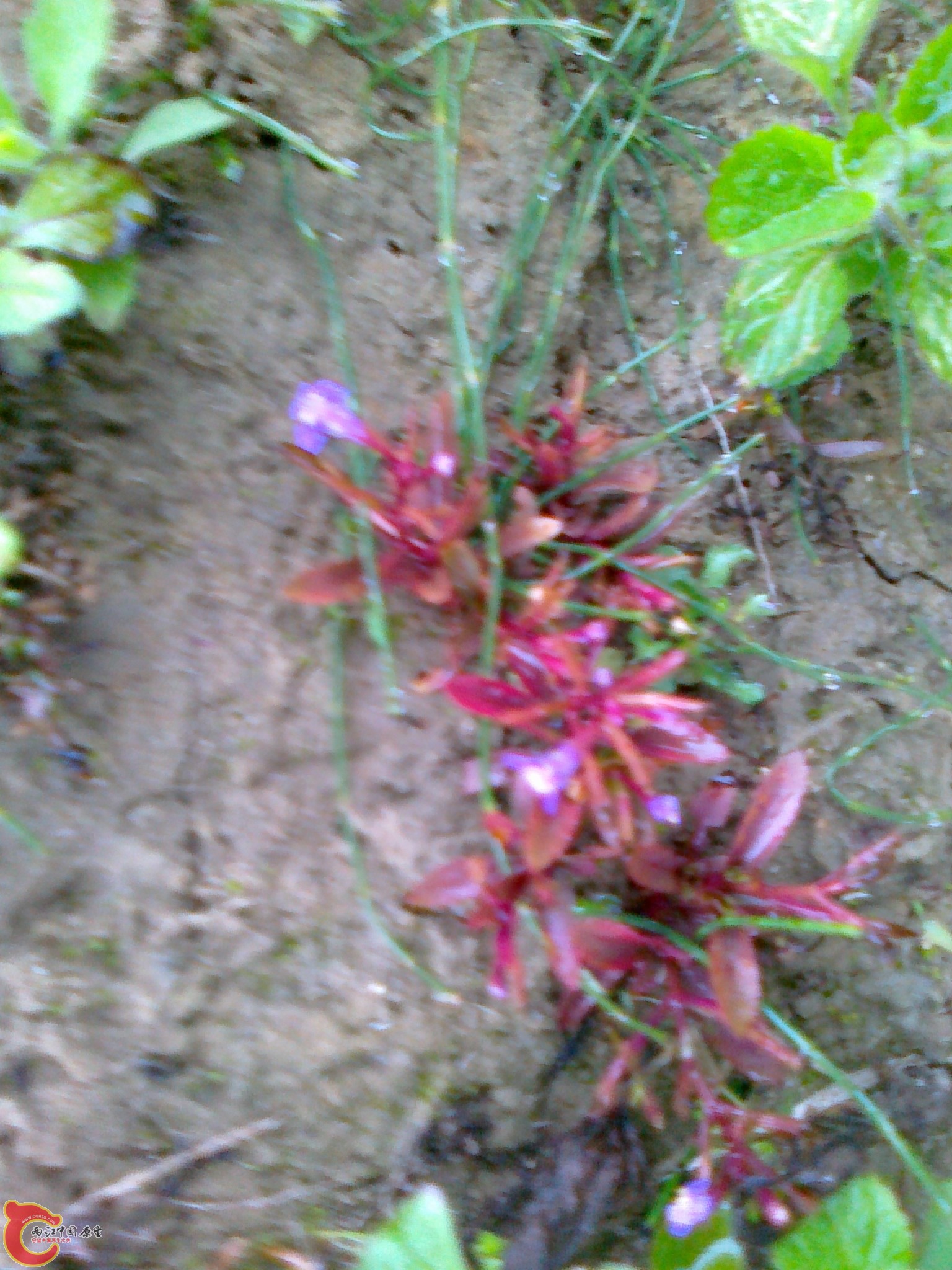 20120210565.jpg