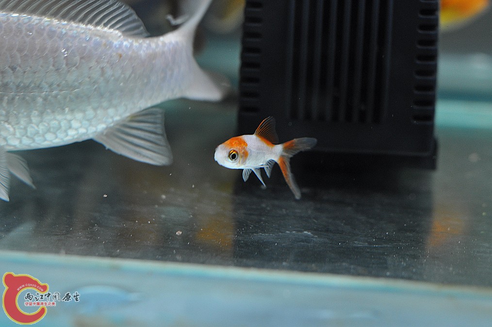 nEO_IMG_DSC_0125.jpg