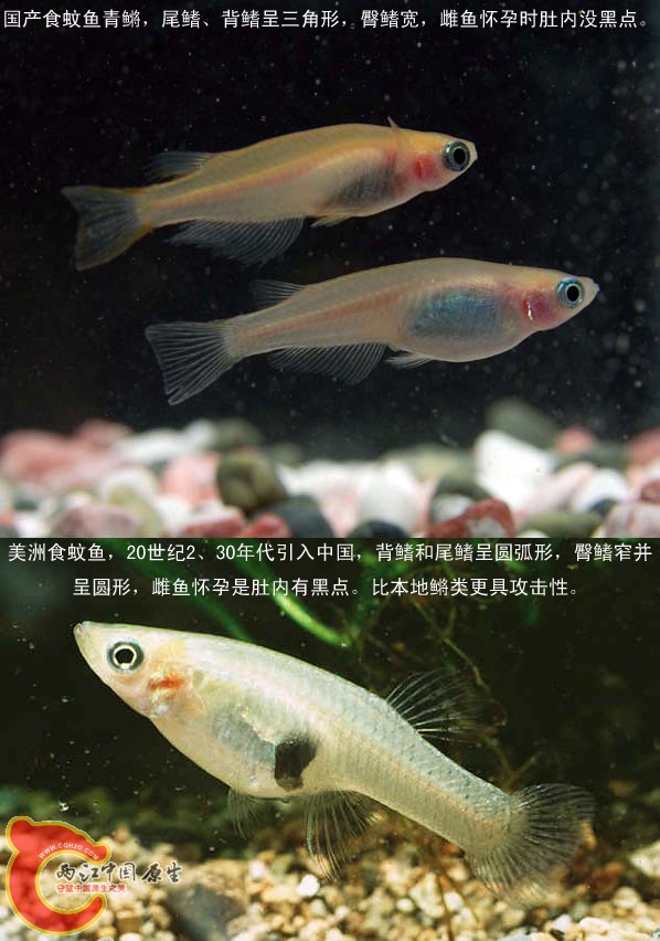 青鳉与食蚊鱼的区别.jpg