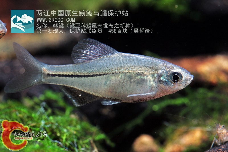 赣鱊.JPG