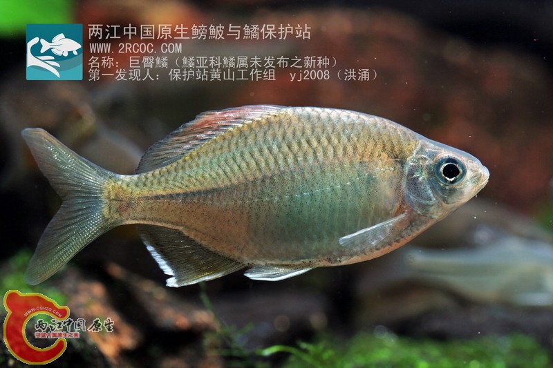 巨臀鱊.JPG