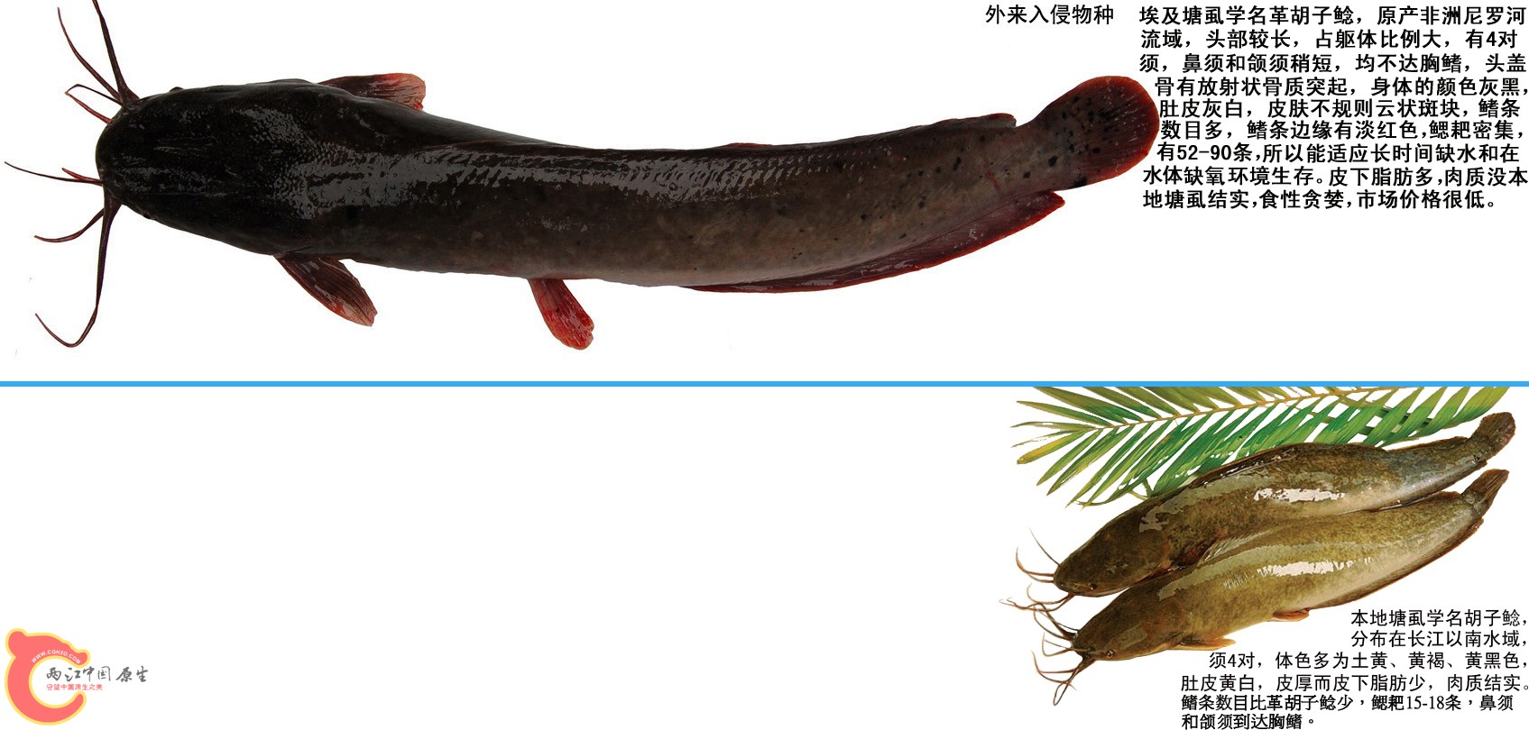 埃及塘虱、本地塘虱和鲶鱼区别.jpg