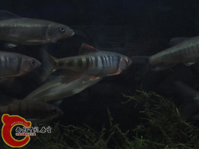 DSC02224.JPG