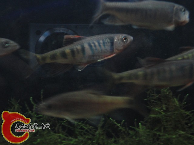 DSC02225.JPG