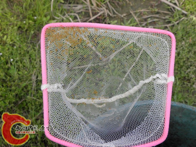 田沟里捞的