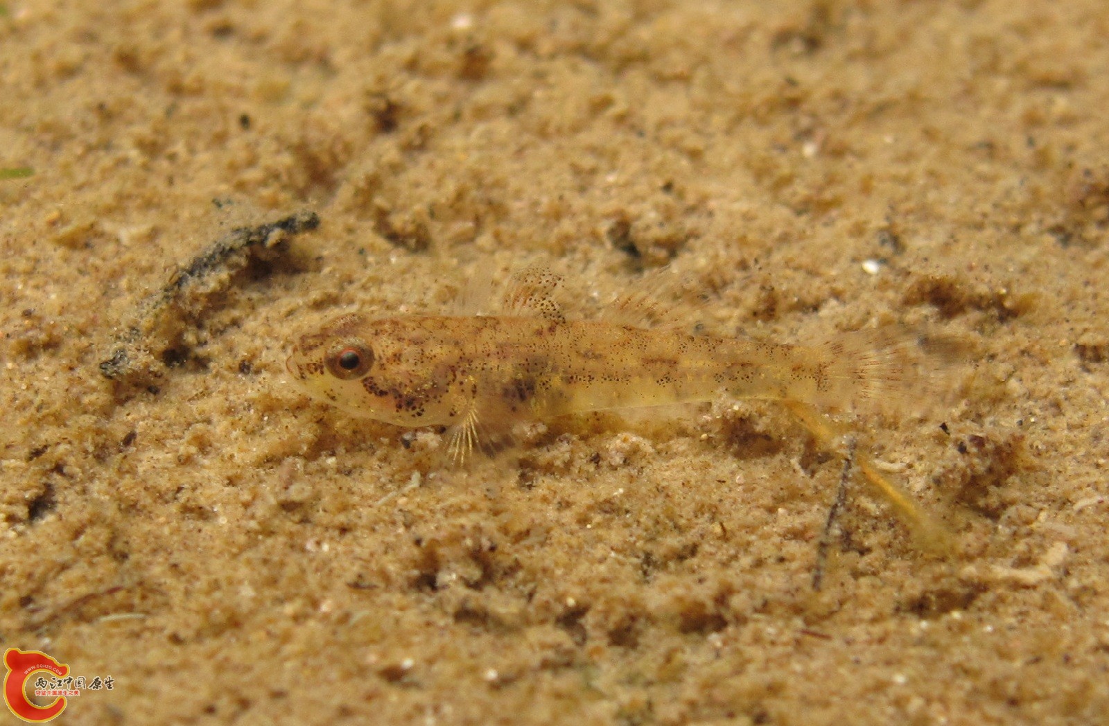 伍氏擬髯鰕虎 Pseudogobiopsis wuhanlini 野外照