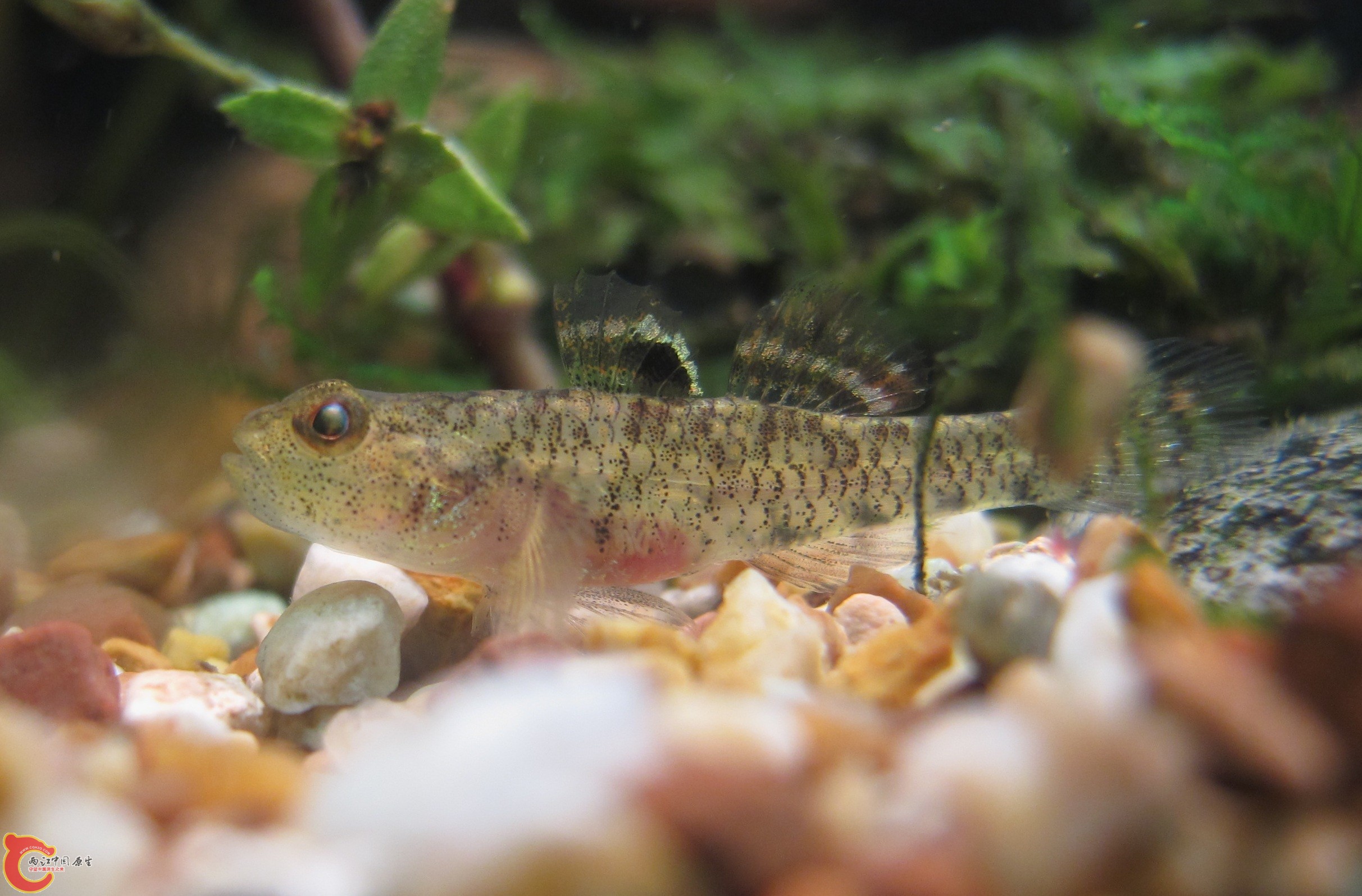 伍氏擬髯鰕虎 Pseudogobiopsis wuhanlini 入缸照