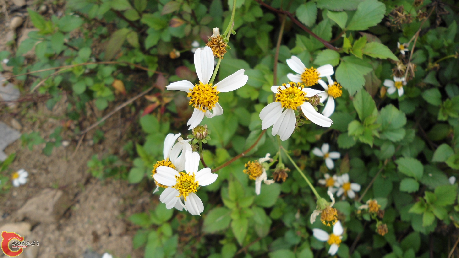 DSC01255.JPG