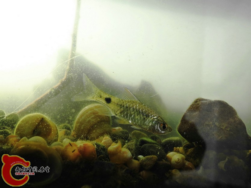 IMG_1134_副本_1.JPG
