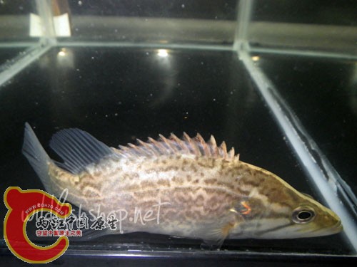 Coreoperca whiteheadi.jpg