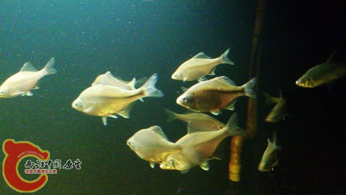 DSC_0132.JPG