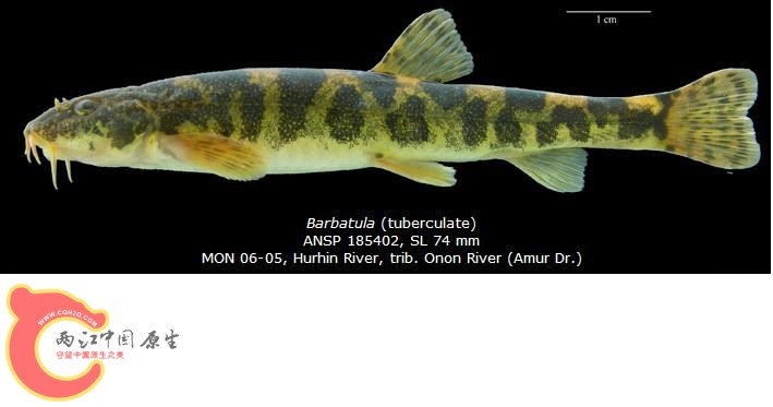复件 stone loaches--barbatula 黑龙江冷水鳅1 (2).JPG