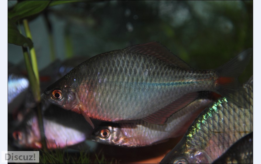 刺鳍？.jpg