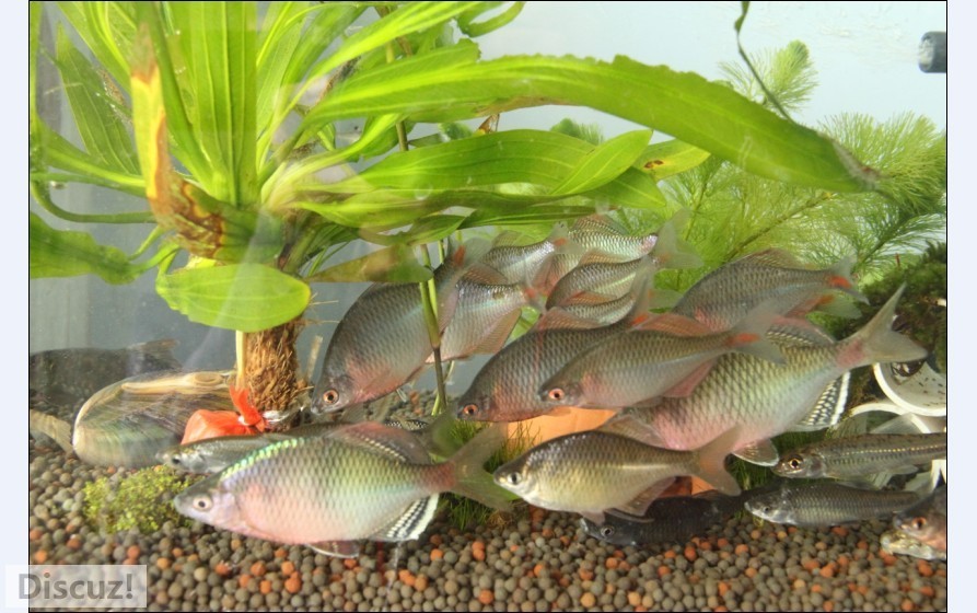 还有一些没照上