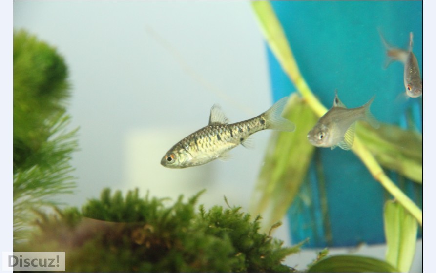 小鲃，真的很小- - 1.5CM