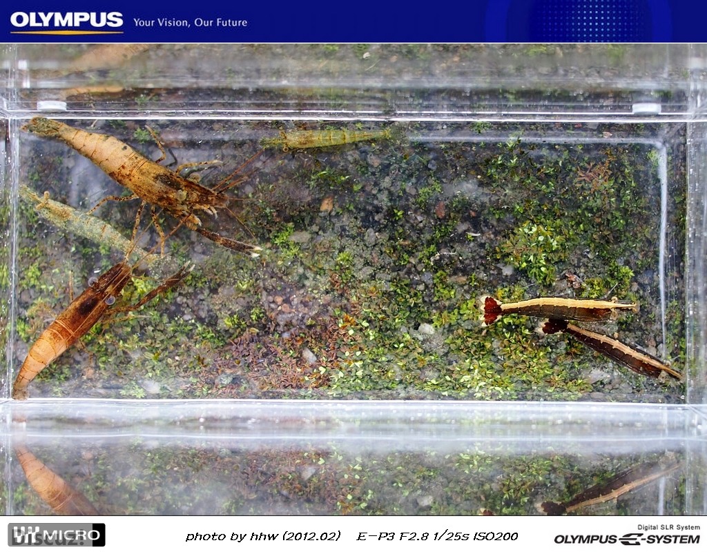 细足、黑壳、大眼