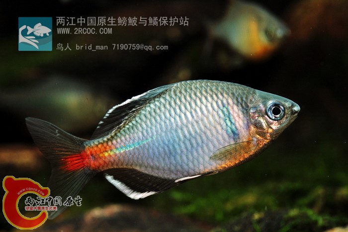 白边1.JPG